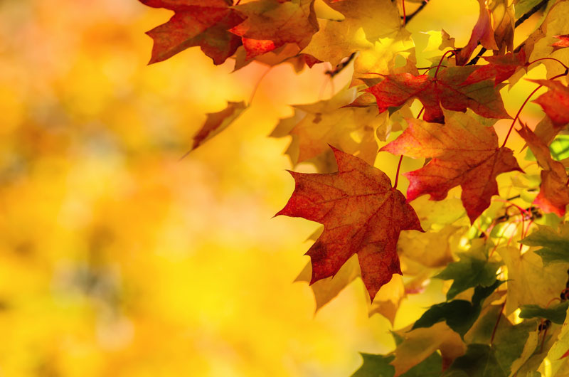 Fall Home Maintenance Tips to Get Ready for the New Season