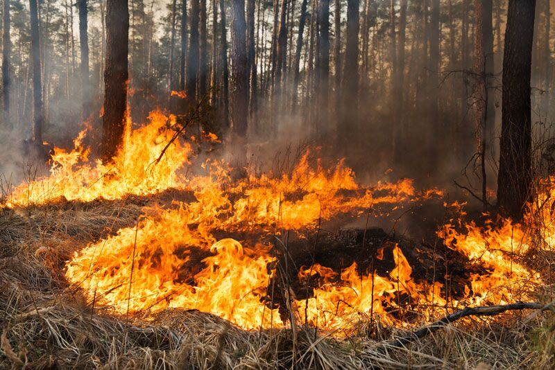 Takeaways from California’s Wildfire Season