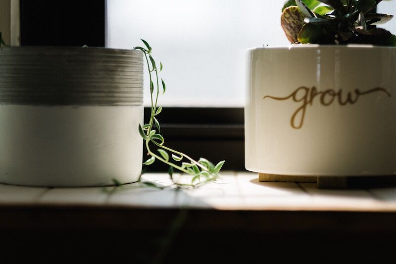 house plants in pots