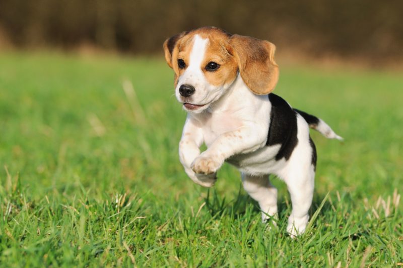 dog running in the grass